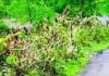 Gaur Animal Menace: ताम्हाने पंचक्रोशीत गव्यांचा वाढला वावर; शेतकरी आणि ग्रामस्थ तीव्र चिंतेत