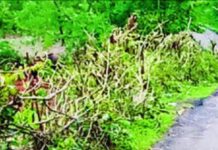Gaur Animal Menace: ताम्हाने पंचक्रोशीत गव्यांचा वाढला वावर; शेतकरी आणि ग्रामस्थ तीव्र चिंतेत