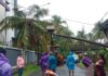 Ratnagiri MSEDCL: स्टेट बँक कॉलनी परिसरात माड तुटून विद्युत तारांवर कोसळला; महावितरण आणि नगर परिषदेची तत्पर कारवाई