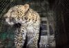 Sangamshwar Leopard Rescue: सायले माईनवाडी येथे विहिरीत पडलेल्या बिबट्याला जीवदान; वनविभागाचे धाडसी रेस्क्यू ऑपरेशन यशस्वी