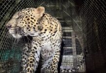 Sangamshwar Leopard Rescue: सायले माईनवाडी येथे विहिरीत पडलेल्या बिबट्याला जीवदान; वनविभागाचे धाडसी रेस्क्यू ऑपरेशन यशस्वी