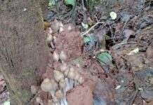 Gavran Alambi Konkan: गावरान अळंबी शोधण्यासाठी अवघड रानवाटा गजबजल्या! पावसाळ्यातील दुर्मिळ रानमेव्याची ग्रामीण भागात चलती