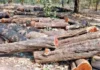 Rajapur Khair Wood Theft: राजापूर तळगाव येथे सामाईक जमिनीतून ४ खैराची झाडे चोरीला; गुन्हा दाखल