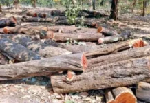 Rajapur Khair Wood Theft: राजापूर तळगाव येथे सामाईक जमिनीतून ४ खैराची झाडे चोरीला; गुन्हा दाखल