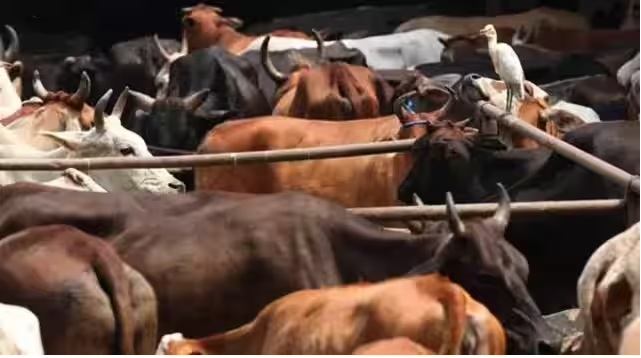 गौ-तस्करी