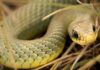 Snakebite Notified Disease: सर्पदंशाचा आता ‘अधिसूचित आजारां’मध्ये समावेश!