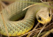 Snakebite Notified Disease: सर्पदंशाचा आता ‘अधिसूचित आजारां’मध्ये समावेश!