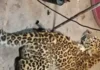 Guhagar Leopard Death: पाचेरी सडा येथे बंद घरात अडकून बिबट्याचा मृत्यू; उपासमारीने प्रकृती खालावल्याचा वन विभागाचा प्राथमिक अंदाज