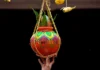 Pachal Dahi Handi Tug of War Competition: पाचलमध्ये ५१ हजारांची दहीहंडी आणि रस्सीखेच स्पर्धा; ५ सप्टेंबरला रंगणार उत्सव