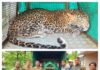 Leopard Rescue Operation: साडवली येथे विहिरीत पडलेल्या बिबट्याला वन विभागाकडून सुरक्षित रेस्क्यू; नैसर्गिक अधिवासात केले मुक्त