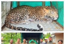 Leopard Rescue Operation: साडवली येथे विहिरीत पडलेल्या बिबट्याला वन विभागाकडून सुरक्षित रेस्क्यू; नैसर्गिक अधिवासात केले मुक्त