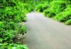 Khereshet Kase Pedhambe Road: झाडीमुळे खैरशेत-कासे-पेढांबे रस्ता बनला धोकादायक; अपघातांचे प्रमाण वाढले