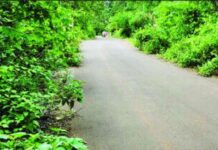Khereshet Kase Pedhambe Road: झाडीमुळे खैरशेत-कासे-पेढांबे रस्ता बनला धोकादायक; अपघातांचे प्रमाण वाढले
