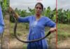 Rohini Khadse Snake Video Viral: रोहिणी खडसेंचा शेतात थेट साप पकडतानाचा व्हिडिओ व्हायरल; राष्ट्रवादी काँग्रेस शरदचंद्र पवार पक्षाच्या महिला प्रदेशाध्यक्षांचा निडर अंदाज