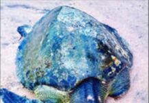 Ganeshgule Beach Injured Sea Turtle: गणेशगुळे समुद्रकिनाऱ्यावर आढळले जखमी कासव; कांदळवन विभागाकडून तातडीने उपचार सुरू