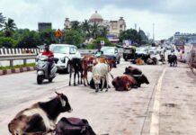 Ratnagiri TRP Highway Stray Cattle Hazard: टीआरपी परिसरात गुरांचा ठिय्या; अपघाताची भीती अन् नागरिक हैराण