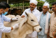Lalya Khurkut Vaccination Ratnagiri: रत्नागिरीत लाळ्या-खुरकूत प्रतिबंधक लसीकरण मोहिमेला वेग; आतापर्यंत २० हजार पशूंचे लसीकरण पूर्ण
