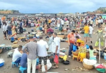 Harni Bandar Fishing: हर्णे बंदरात २५० नौकांसह मासेमारी हंगामाला सुरुवात; पहिल्याच आवकेत कोळंबी आणि बांगड्यांची मोठी आवक