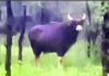 Chiplun Wild Bison Threat: कुडप गाव परिसरात गव्यांची दहशत; भातशेतीचे मोठे नुकसान, वनविभागाने बंदोबस्त करण्याची मागणी