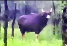 Chiplun Wild Bison Threat: कुडप गाव परिसरात गव्यांची दहशत; भातशेतीचे मोठे नुकसान, वनविभागाने बंदोबस्त करण्याची मागणी