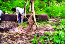 Ambolgad Fort Cleanliness Drive: ‘जैतापूरचा राजा’ मंडळाकडून आंबोळगड किल्ले स्वच्छता मोहीम