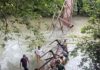 Guhagar Bridge Collapse: कुटगिरी येथे लोखंडी साकव कोसळला; एका बैलाचा मृत्यू, ६ जनावरे गंभीर जखमी