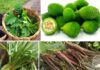 Wild Vegetable Festival Chiplun DBJ College: चिपळूणमध्ये आज भव्य ‘रानभाज्या महोत्सव’; रानभाजी पाककृती अन् रील स्पर्धेची पर्वणी