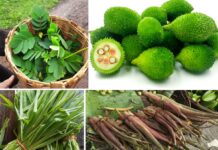 Wild Vegetable Festival Chiplun DBJ College: चिपळूणमध्ये आज भव्य ‘रानभाज्या महोत्सव’; रानभाजी पाककृती अन् रील स्पर्धेची पर्वणी