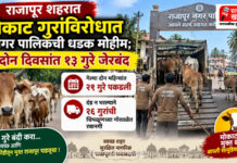 राजापूर शहरात मोकाट गुरांविरोधात नगर पालिकेची धडक मोहीम; दोन दिवसांत १३ गुरे जेरबंद