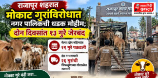 राजापूर शहरात मोकाट गुरांविरोधात नगर पालिकेची धडक मोहीम; दोन दिवसांत १३ गुरे जेरबंद