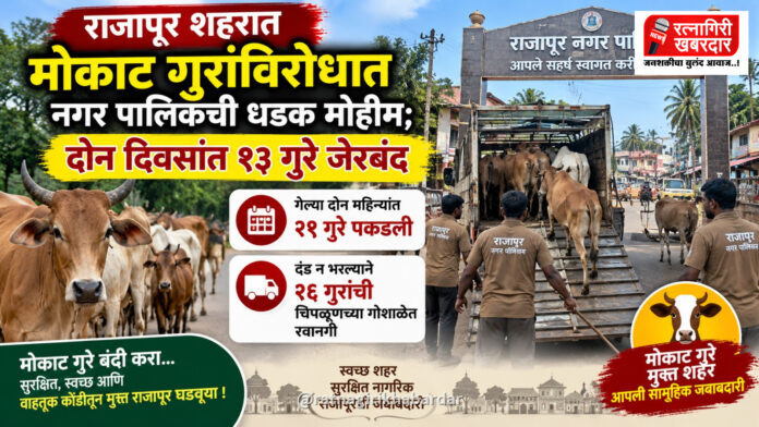 राजापूर शहरात मोकाट गुरांविरोधात नगर पालिकेची धडक मोहीम; दोन दिवसांत १३ गुरे जेरबंद