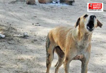 रत्नागिरी : कोकणनगर येथे मोकाट कुत्र्यांची दहशत; आठवड्यात तिघांवर हल्ला रत्नागिरी : कोकणनगर येथे मोकाट कुत्र्यांची दहशत; आठवड्यात तिघांवर हल्ला