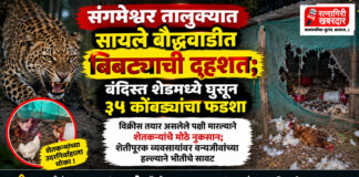 संगमेश्वर तालुक्यात सायले बौद्धवाडीत बिबट्याची दहशत; बंदिस्त शेडमध्ये घुसून ३५ कोंबड्यांचा फडशा