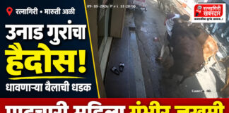 रत्नागिरीत मारुती आळीत उनाड गुरांचा हैदोस; धावणाऱ्या बैलाने धडक दिल्याने पादचारी महिला गंभीर जखमी