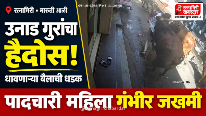 रत्नागिरीत मारुती आळीत उनाड गुरांचा हैदोस; धावणाऱ्या बैलाने धडक दिल्याने पादचारी महिला गंभीर जखमी रत्नागिरीत मारुती आळीत उनाड गुरांचा हैदोस; धावणाऱ्या बैलाने धडक दिल्याने पादचारी महिला गंभीर जखमी