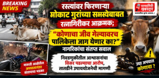 रस्त्यांवर फिरणाऱ्या मोकाट गुरांच्या समस्येबाबत रत्नागिरीकर आक्रमक; "कोणाचा जीव गेल्यावरच पालिकेला जाग येणार का?" नागरिकांचा संतप्त सवाल