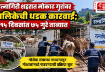 रत्नागिरी शहरात मोकाट गुरांवर पालिकेची धडक कारवाई; १५ दिवसांत ७५ गुरे ताब्यात रत्नागिरी शहरात मोकाट गुरांवर पालिकेची धडक कारवाई; १५ दिवसांत ७५ गुरे ताब्यात