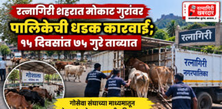 रत्नागिरी शहरात मोकाट गुरांवर पालिकेची धडक कारवाई; १५ दिवसांत ७५ गुरे ताब्यात