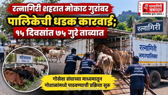 रत्नागिरी शहरात मोकाट गुरांवर पालिकेची धडक कारवाई; १५ दिवसांत ७५ गुरे ताब्यात रत्नागिरी शहरात मोकाट गुरांवर पालिकेची धडक कारवाई; १५ दिवसांत ७५ गुरे ताब्यात