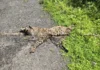 Panchambe Sangameshwar Leopard Death: पांचाबे येथे कुजलेल्या अवस्थेत बिबट्याचा मृतदेह आढळला; नैसर्गिक मृत्यूचा प्राथमिक अंदाज