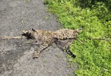 Panchambe Sangameshwar Leopard Death: पांचाबे येथे कुजलेल्या अवस्थेत बिबट्याचा मृतदेह आढळला; नैसर्गिक मृत्यूचा प्राथमिक अंदाज