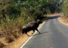 Bison Attack on Devrukh Ratnagiri Road: देवरुख-रत्नागिरी मार्गावर आंबवजवळ गवा रेड्याची दुचाकीला धडक; तरुण गंभीर जखमी