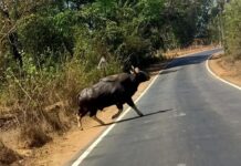 Bison Attack on Devrukh Ratnagiri Road: देवरुख-रत्नागिरी मार्गावर आंबवजवळ गवा रेड्याची दुचाकीला धडक; तरुण गंभीर जखमी
