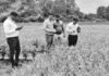 Chiplun Finger Millet Snail Pest Outbreak: चिपळूणात नाचणी पिकावर शंखी गोगलगायीचा प्रादुर्भाव; शेतकरी चिंतेत, कृषी विभागाचे मार्गदर्शन