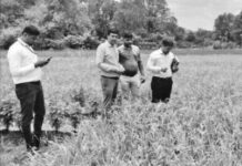 Chiplun Finger Millet Snail Pest Outbreak: चिपळूणात नाचणी पिकावर शंखी गोगलगायीचा प्रादुर्भाव; शेतकरी चिंतेत, कृषी विभागाचे मार्गदर्शन
