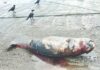 Harnai Porpoise Death: हर्णै किनाऱ्यावर दोन दुर्मीळ ‘फिनलेस पॉरपॉईज’ मृतावस्थेत; सागरी जीवसृष्टीच्या सुरक्षेचा प्रश्न गंभीर