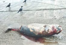 Harnai Porpoise Death: हर्णै किनाऱ्यावर दोन दुर्मीळ ‘फिनलेस पॉरपॉईज’ मृतावस्थेत; सागरी जीवसृष्टीच्या सुरक्षेचा प्रश्न गंभीर