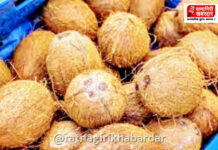 Coconut Price Hike: ऐन सणासुदीत नारळाचे दर प्रचंड वाढले; बजेट कोलामडले Coconut Price Hike: ऐन सणासुदीत नारळाचे दर प्रचंड वाढले; बजेट कोलामडले