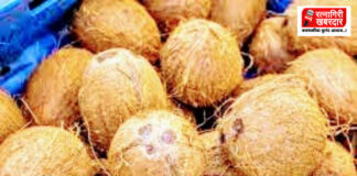 Coconut Price Hike: ऐन सणासुदीत नारळाचे दर प्रचंड वाढले; बजेट कोलामडले