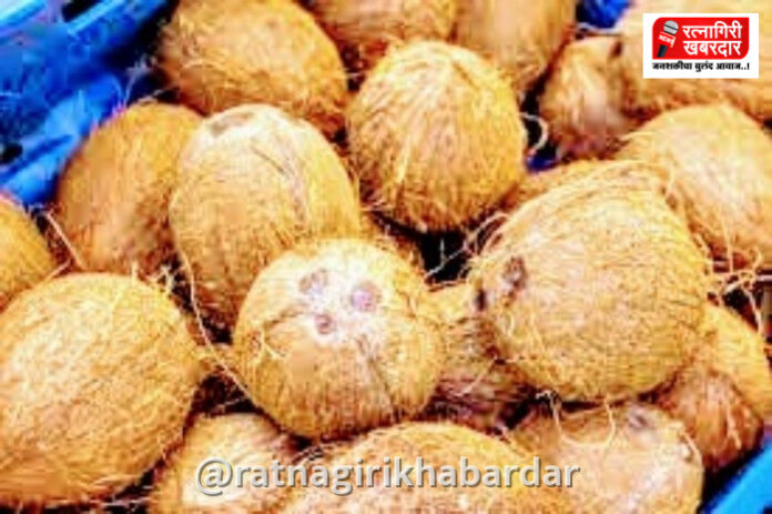 Coconut Price Hike: ऐन सणासुदीत नारळाचे दर प्रचंड वाढले; बजेट कोलामडले Coconut Price Hike: ऐन सणासुदीत नारळाचे दर प्रचंड वाढले; बजेट कोलामडले